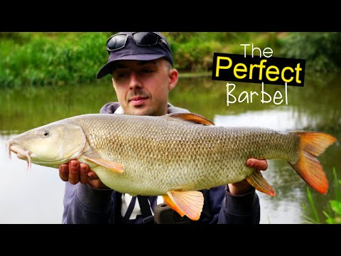 BARBEL FISHING THE RIVER DERWENT - BIG FISH!