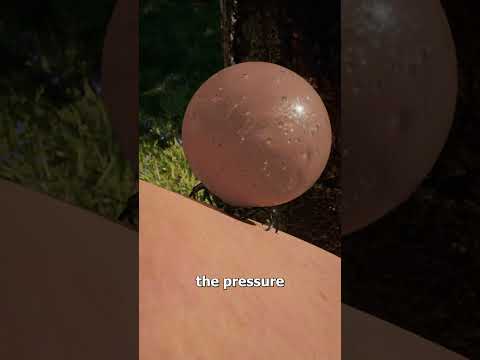 How Much Blood Can Ticks Hold? 🤯