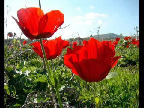 Zeļļi Mūsu vasara@Anemones