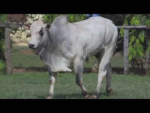 NELORE MANDY - 602 PO - GSGJ  602
