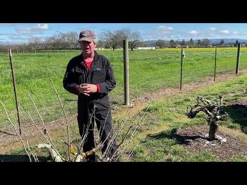 Why old vines and what makes them special?