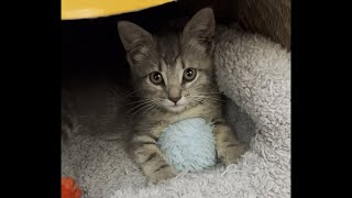 Feral Kitten's First Toy