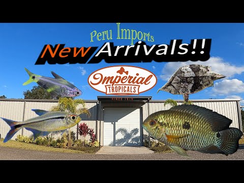 Peru Imports! "New Arrival teaser"!! 🔥 🐠 ❤️ #Imperialtropicals #Perufish #Newarrivals