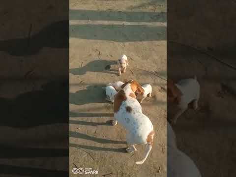 Pointer dog female and pupy for sale arfan rajput #pointerdog