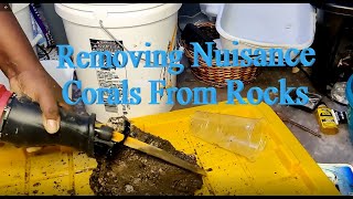 Daily(Sorta) Reefing Tips - #6 How To Remove Unwanted Corals From Rocks