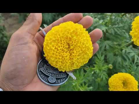 8053914755 Plants, Seeds; Indus Yagna Hybrid Marigold 55 days field/thick and shiny flowers/100 q...