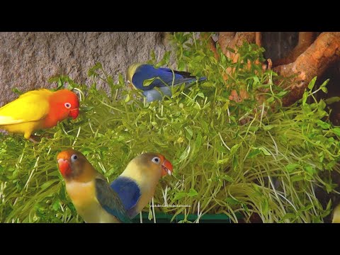 Lovebirds and Cowpea Grass