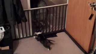 puppy and wolf hybrid yell at each other