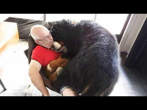 Quand votre grand chien est le bébé le plus mignon du monde ! drôle de chien et d'humain