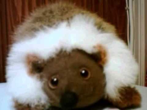 Krull Productions - Hej Kanin! [2004]