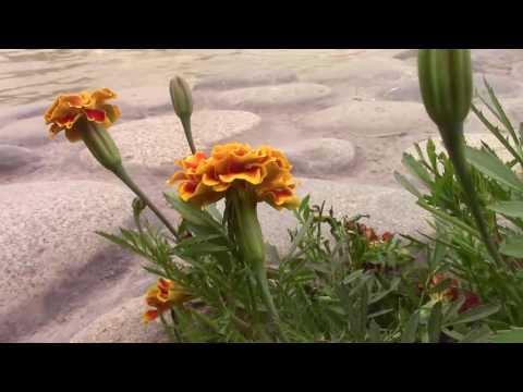 MORENA LA FLOR DE LIMA - AUGUSTO POLO CAMPOS - SAN BORJA