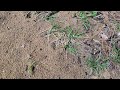 Yard Full of Ants in Far Hills, NJ