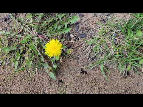Yard Full of Ants in Far Hills, NJ