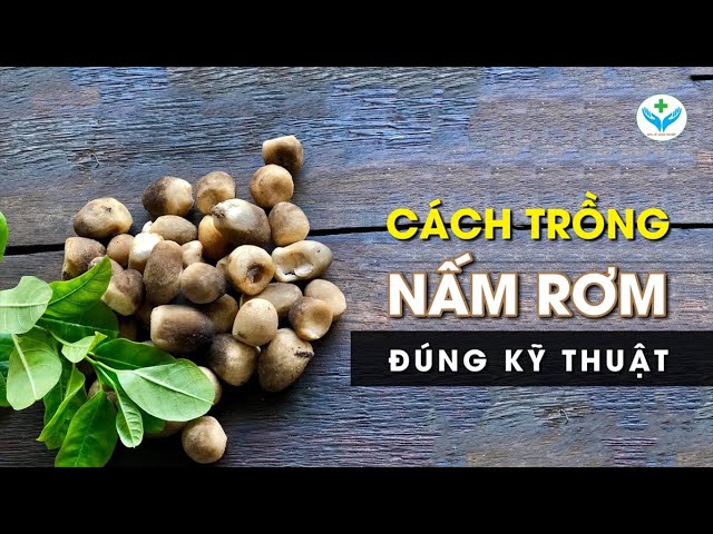 Nấu Nấm Rơm: Công Thức Đơn Giản Cho Người Mới