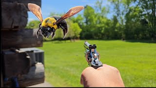 HOW TO GET RID OF CARPENTER BEES VOLUME III -  NOW, IT