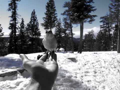 The Characteristically Tame Gray Jay