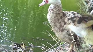 SIMPLE GIFTS, new images, JEWEL