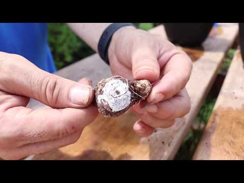 YouTube video about: When to plant caladium bulbs in north texas?