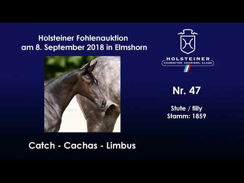 Holsteiner Fohlenauktion | Nr. 47 v. Catch - Cachas