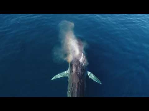 Fin whale breath (slo-mo)