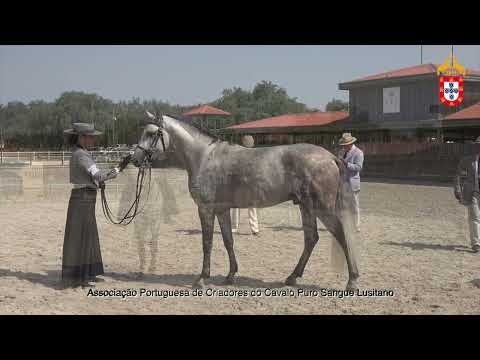 220716 9 Nervo Aprovação de Garanhões