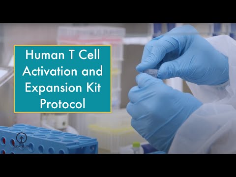 Human T Cell Activation and Expansion Kit Protocol