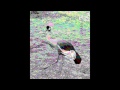 skeleton crew - the birds of japan