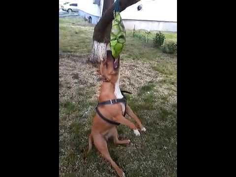 sasha -amstaff romania