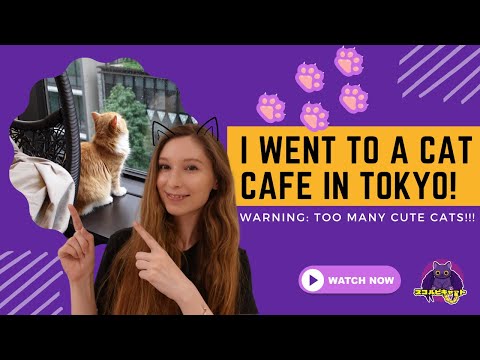 Сat Сafe in Tokyo!