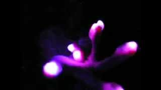 Feed Me - &quot;Dazed&quot; lightshow