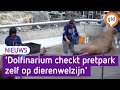 Dierenrechtenorganisaties willen Dolfinarium-deal blokkeren: 'De slager keurt zijn eigen vlees'