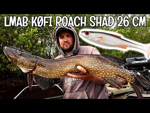 ISOLLA SHÄDILLÄ ISOT KALAT! - LMAB KØFI ROACH SHAD 26CM