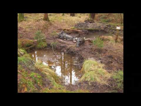 3-D Parcours in Ellenbach