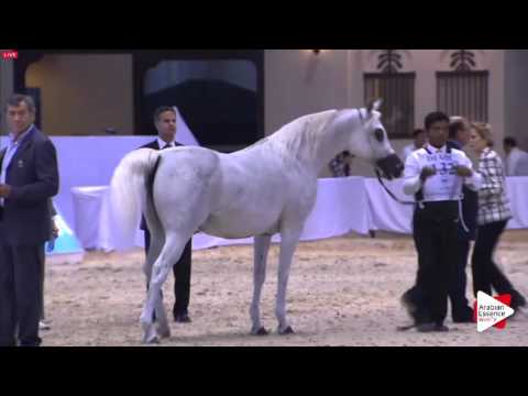 N.132 JOHARA AL SHARQ - Dubai 2016 - Mares 10 years old and over (Class 7)
