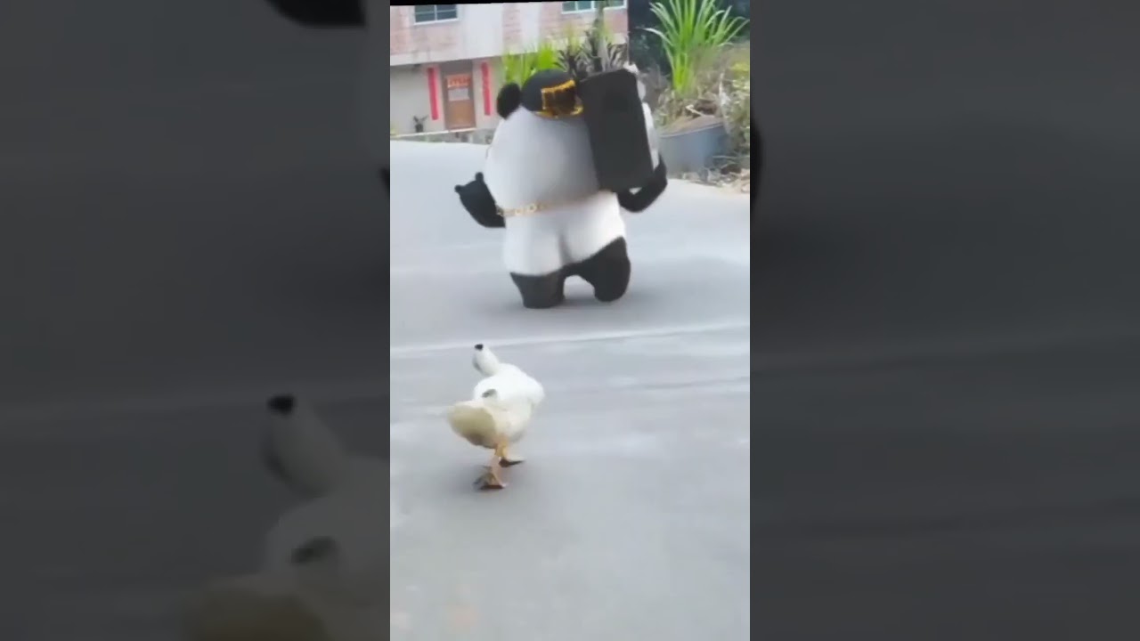 panda video panda video funny momentspanda cartoon