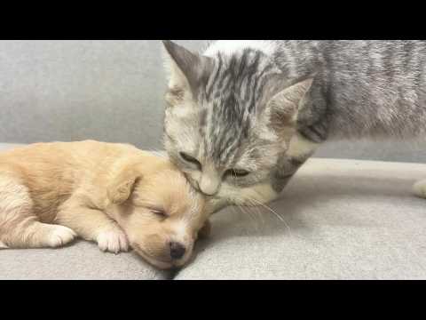 YouTube 썸네일