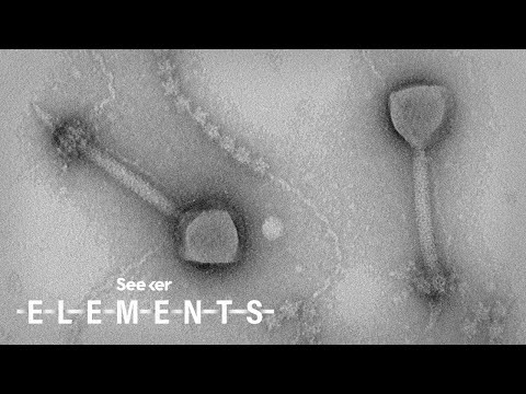 新たに発見された19万以上のウイルスが海に潜んでいます。 (Over 190,000 Newly Discovered Viruses Are Lurking in Our Oceans, Here’s What You Should Know)