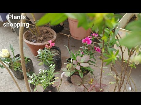 Plants shopping for my garden | Sheeba Vlogs