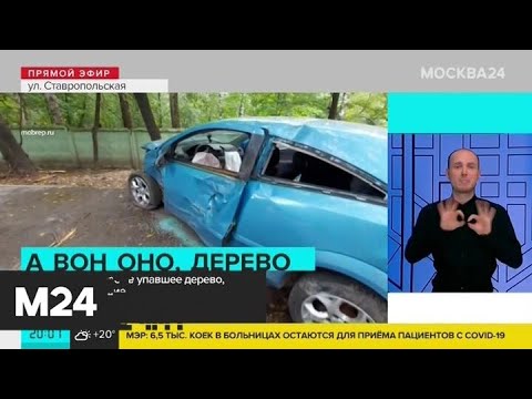 Автомобиль врезался в упавшее дерево на юго-востоке Москвы - Москва 24