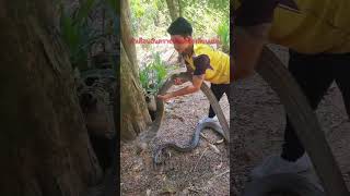 Download lagu Catching a king cobra with bare hands. #venomouscobra #kingcobra #cobrasnake #cobra #kingcobras mp3 Download lagu Catching a king cobra with bare hands. #venomouscobra #kingcobra #cobrasnake #cobra #kingcobras mp3