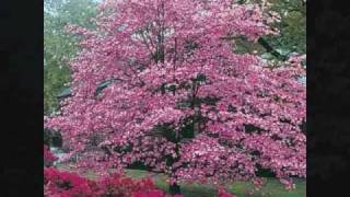 THE LEGEND OF THE DOGWOOD TREE FOR EASTER.wmv