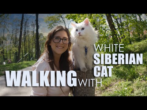 Walking with white siberian cat