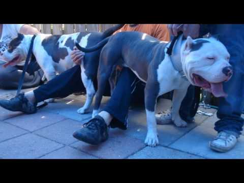 FARO FIRST BREEDING  "FARO X GRENGA"