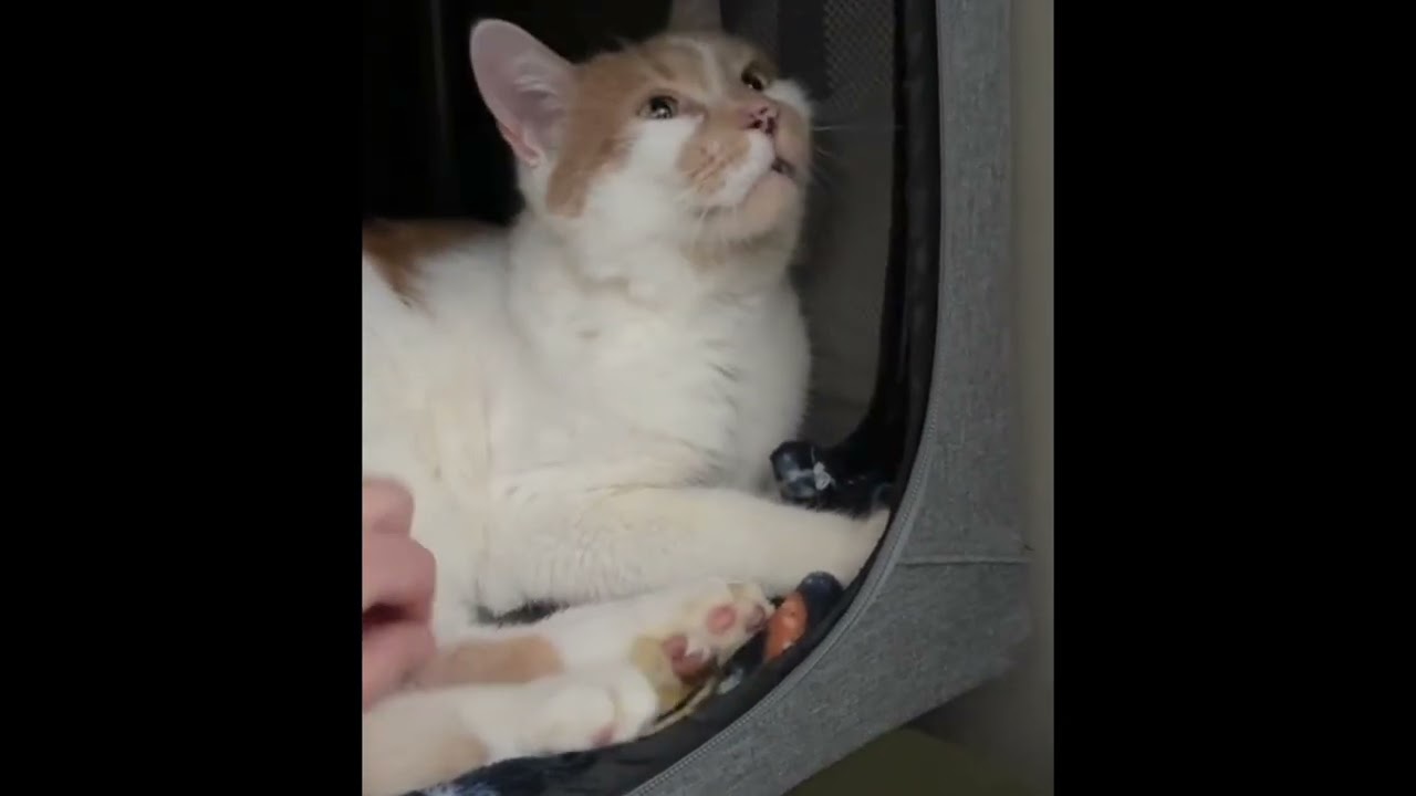 Enlarge Chandler, an adopted Domestic Short Hair in Toronto, ON video 6/6