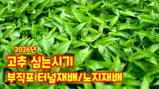고추 모종키우기 가식 43일 파종 60일 심는시기 관련 부직포 터널재배 시기 정식 시기 괴산청결고추 충북 괴…