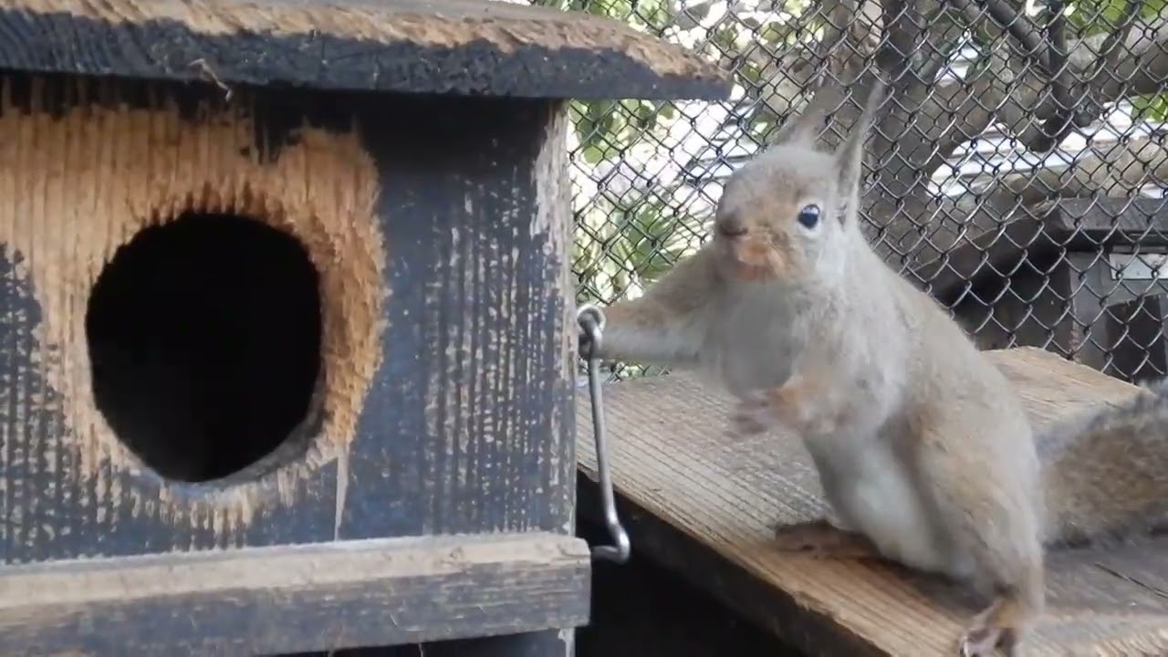 おしゃべりなニホンリスたち　誘う声？：井の頭自然文化園
