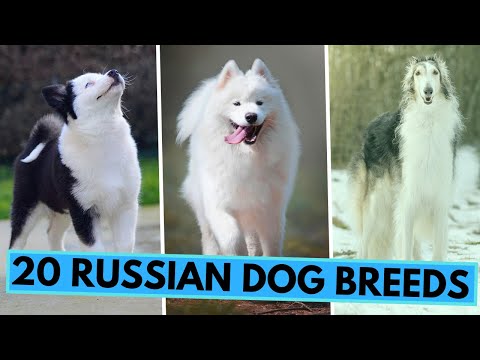 TOP 20 Dog Breeds from Russia