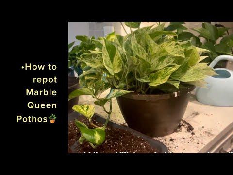How to repot Marble Queen Pothos🌱