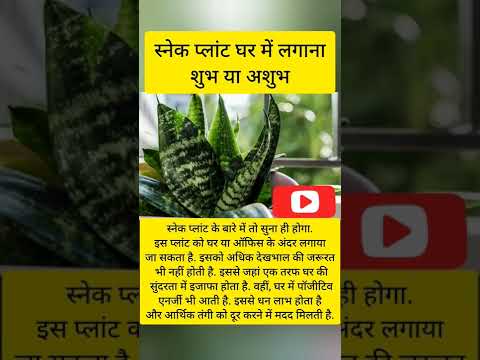 स्नेक प्लांट घर में लगाना शुभ या अशुभ 🙏Good or inauspicious to plant snake plant in the house #short