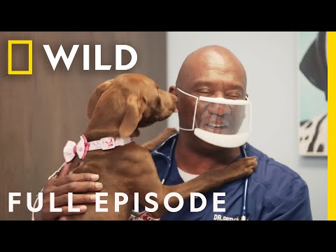 Pugs in the Blanket (Full Episode) | Critter Fixers